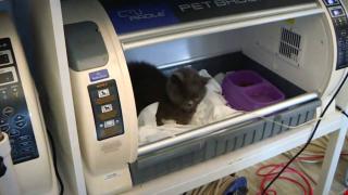 Enkazdan kurtarılan hayvanların tedavisi sürüyor