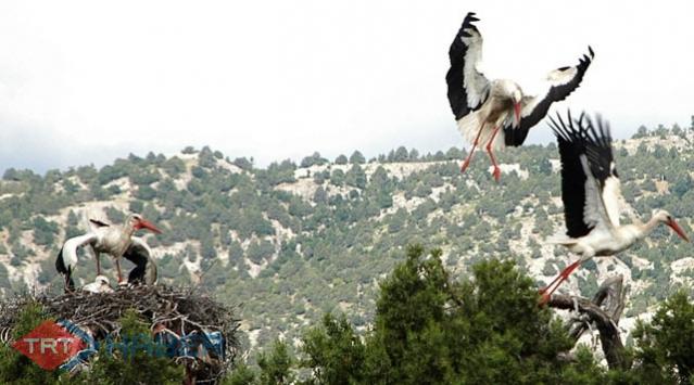 Kuş Gözlemcilerinin Yeni Gözdesi