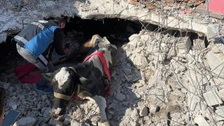 Enkazda kalan inek 17 gün sonra kurtarıldı