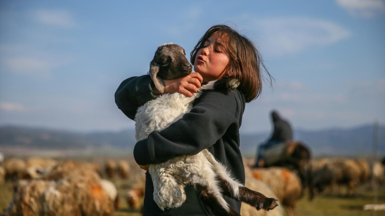 Depremzede kardeşler babalarının emaneti koyun sürüsüyle avunuyor