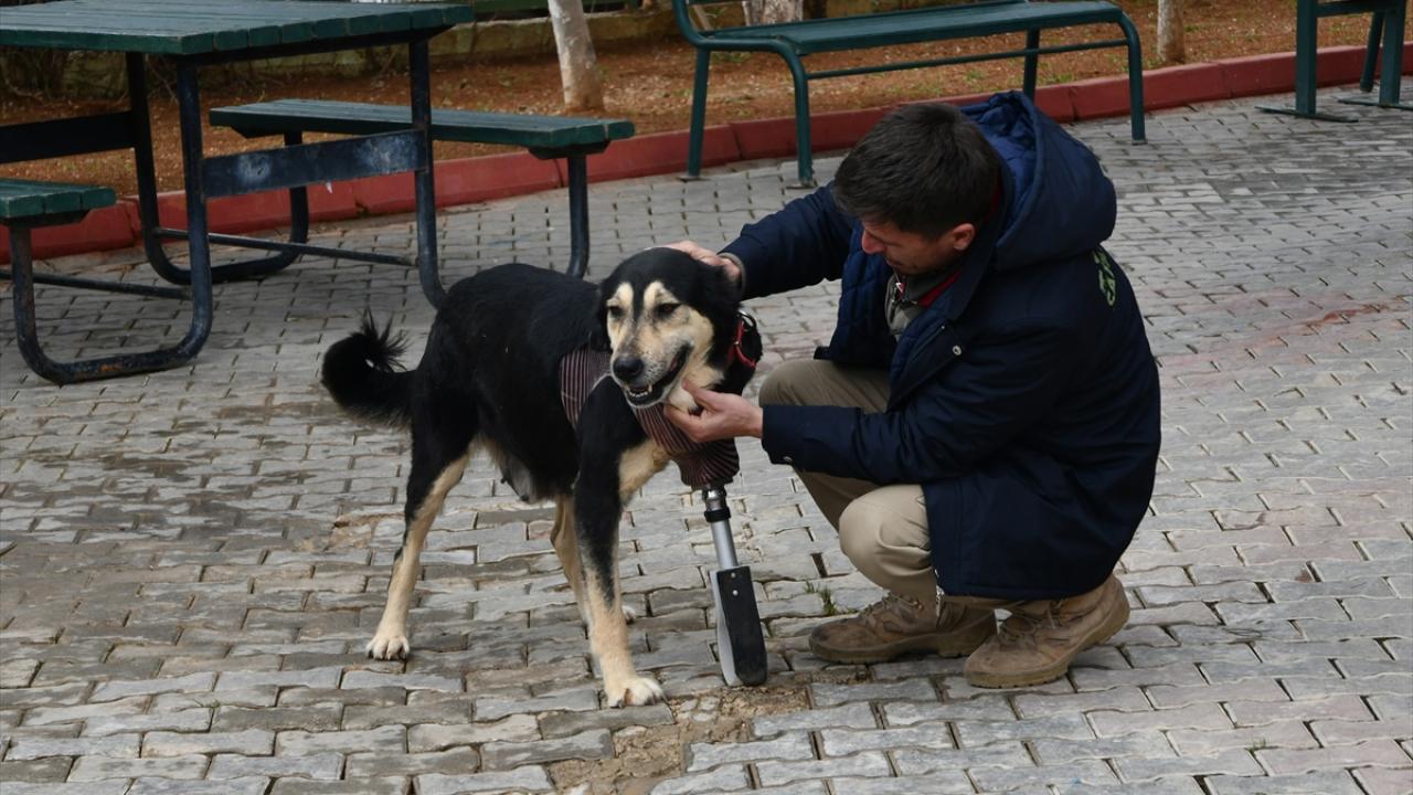 Depremde kaybettiği bacağına protez takılan "Umut", sağlığına kavuşuyor