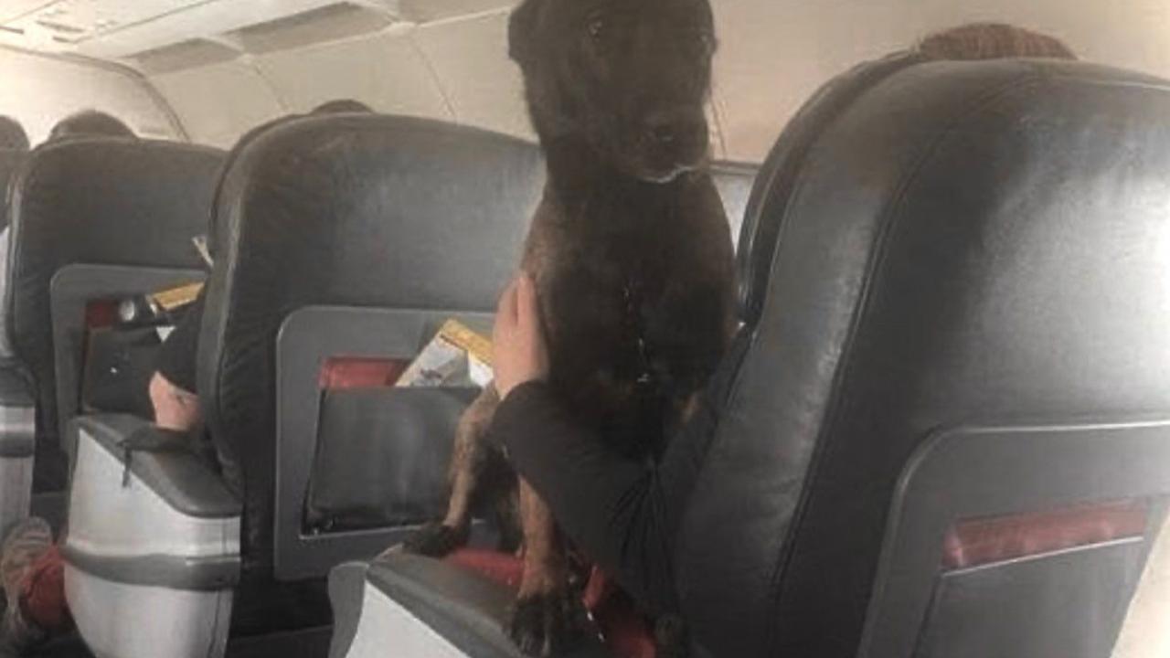 "Kahramanca çabaları için takdirimizi göstermiş olduk"