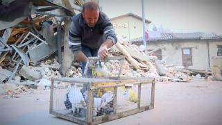 Güvercinler için enkaz mesaisi