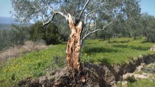 Hatay Samandağ'da deprem sonrası dev yarıklar oluştu, ağaçlar gövdelerinden ayrıldı