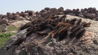 Şırnak'ta tırtıl istilası: Tarım arazilerini tehdit ediyor