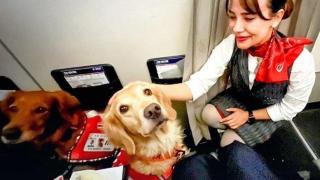 Enkazda hayat kurtaran köpekler ''Business'' koltuklarda uçtu