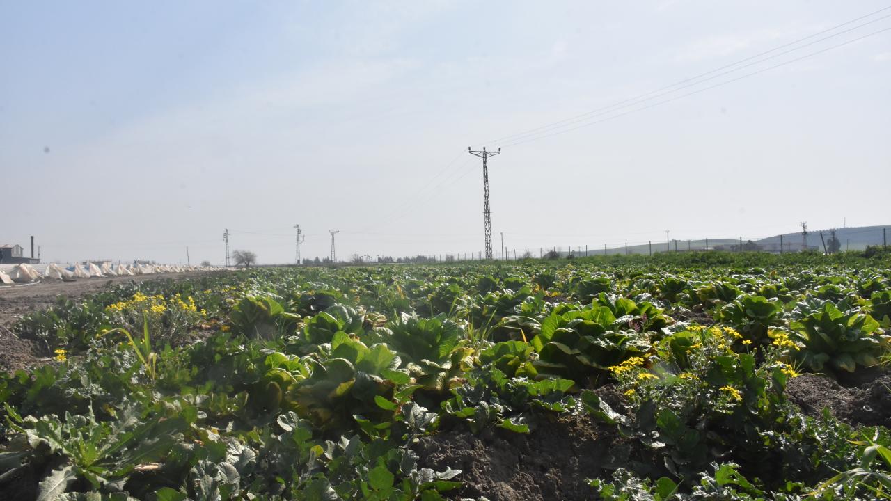 "Gübre, ilaç alabilecek yer yok, her yer yıkıldı"