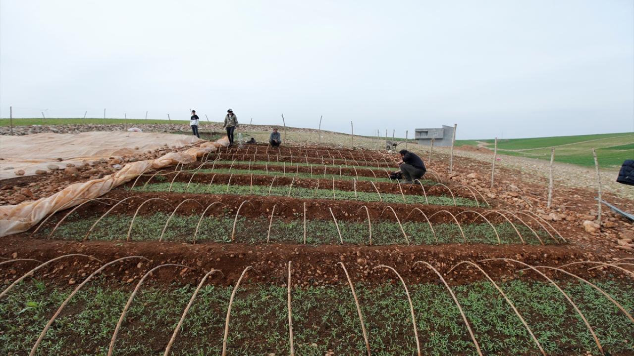 Depremden etkilenen Adıyaman`da çiftçilerin mesaisi başladı