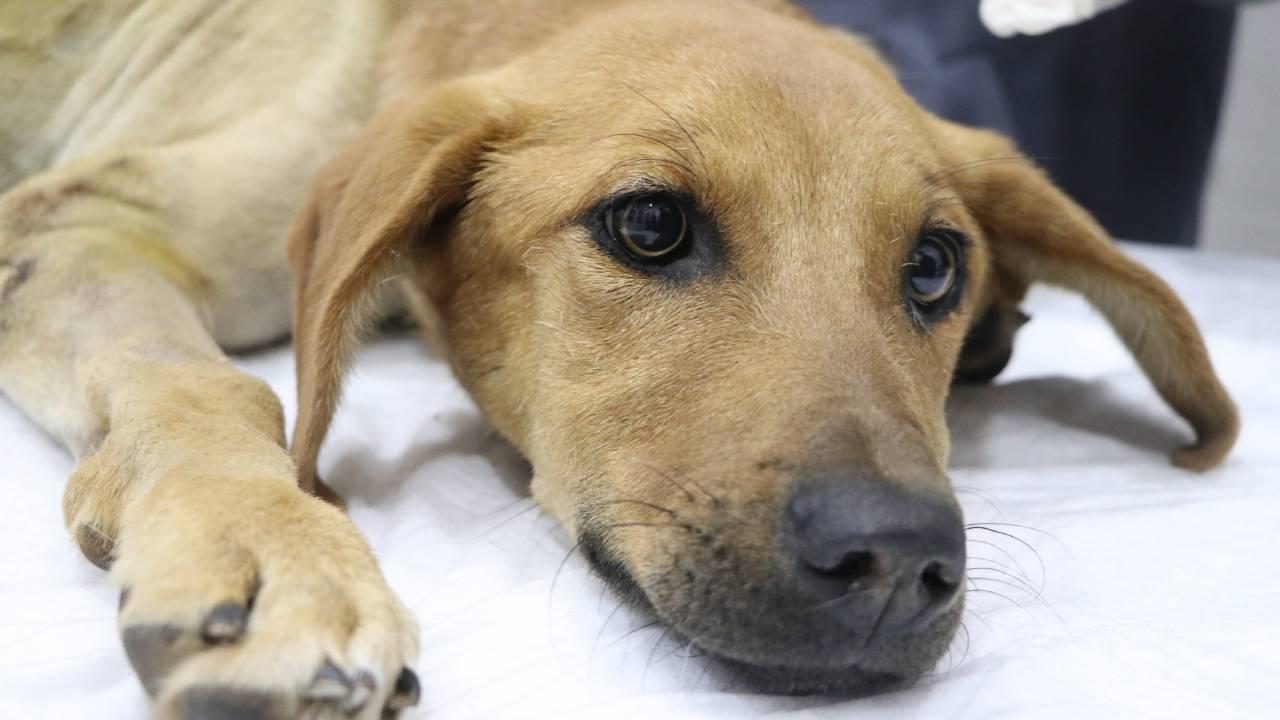 Afetzede veterinerler enkazdan kurtarılan "can dostları" gönüllü tedavi ediyor