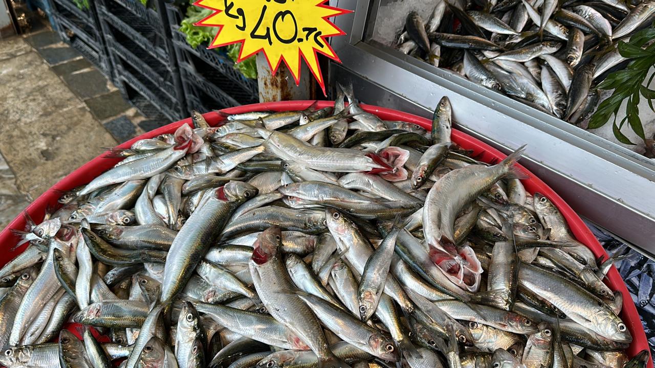 "Tirsi balığı şu dönem hamsinin yerini aldı"