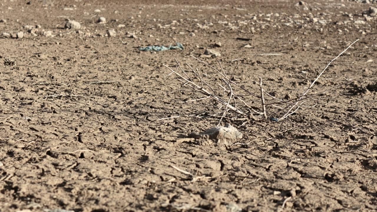 "Mart, nisan, mayısta yağışlarımızı alırsak, yüze 50`lik, 60`lık bir kaybımız olmaz"