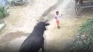 Başıboş boğa 4 yaşındaki çocuğa saldırdı