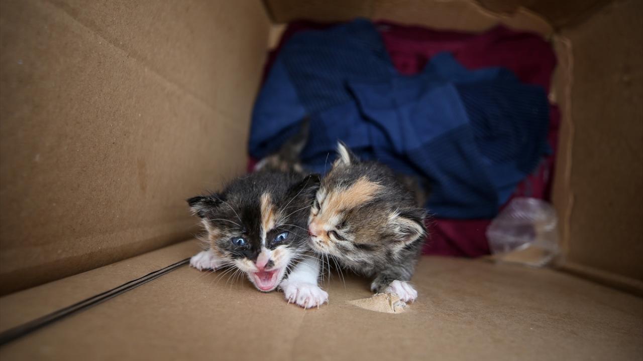 Kedileri HAYTAP`a teslim edecekler