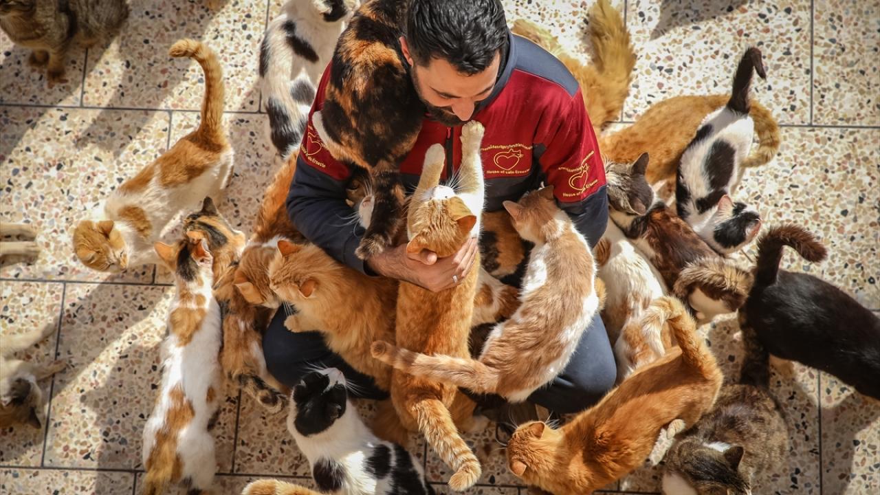 "Enkazdan 60 kedi, 10 köpek kurtardık"