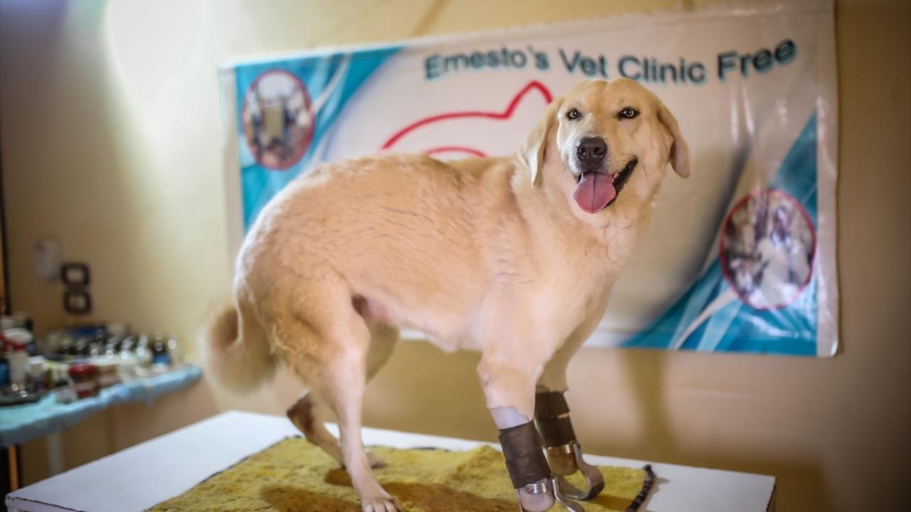 "Köpeklerin ezilen patileri için demir patiler yapıyoruz"