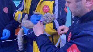 Yangında mahsur kalan kedi oksijenle hayata tutundu