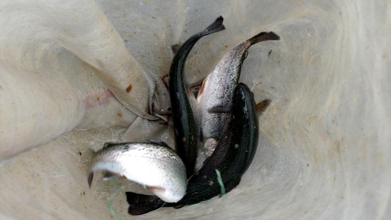 “Toplu ölümler meydana geldi”