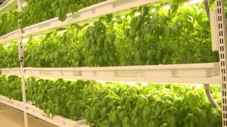 30 metre derinlikte ‘topraksız dikey tarım’: Yüzde 95 su tasarrufu sağlanıyor