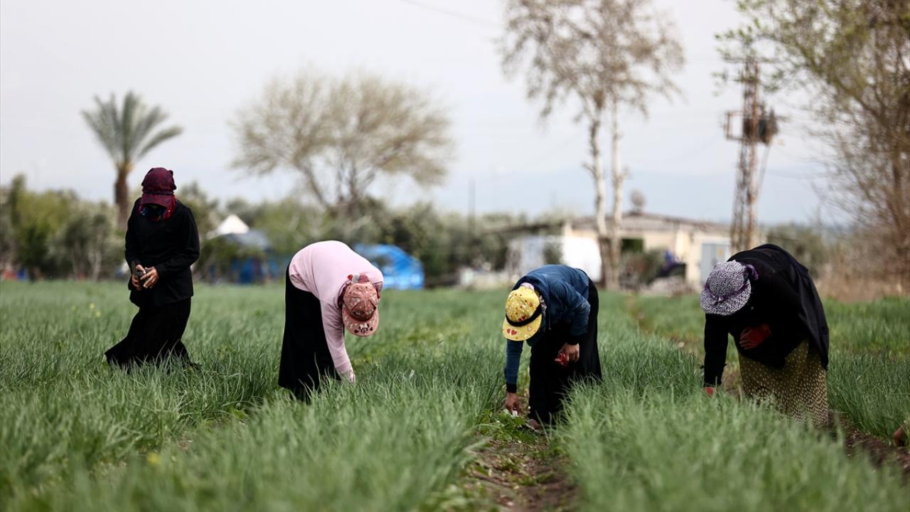 Buğday ve havucu hasat edince mısır ve pamuk ekecekler