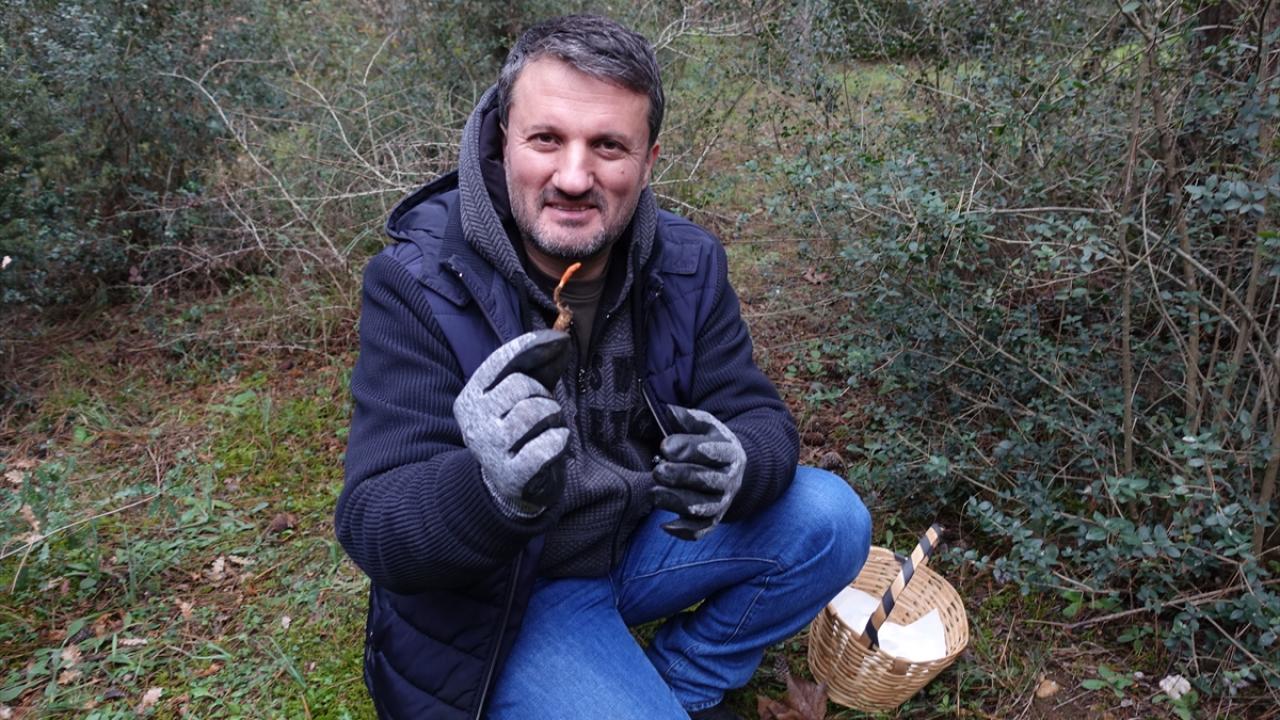 "Bu mantarı uzun yıllar ormanlarda aradım"