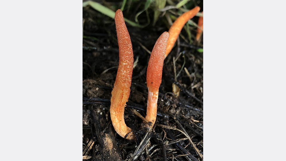 "Mesane tümörünü durdurucu etkiye sahip"