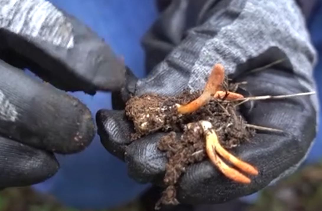 "İnsanları zombiye dönüştüreceği ütopyasına inanılıyor"