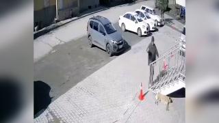 Uyuyan köpeğe taş attı