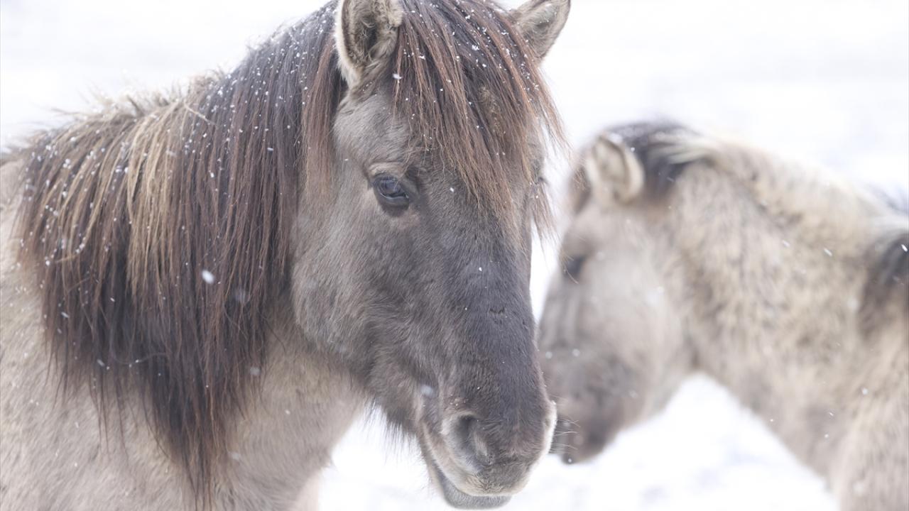 Belarus bozkırlarında Tarpan cinsi vahşi atlar