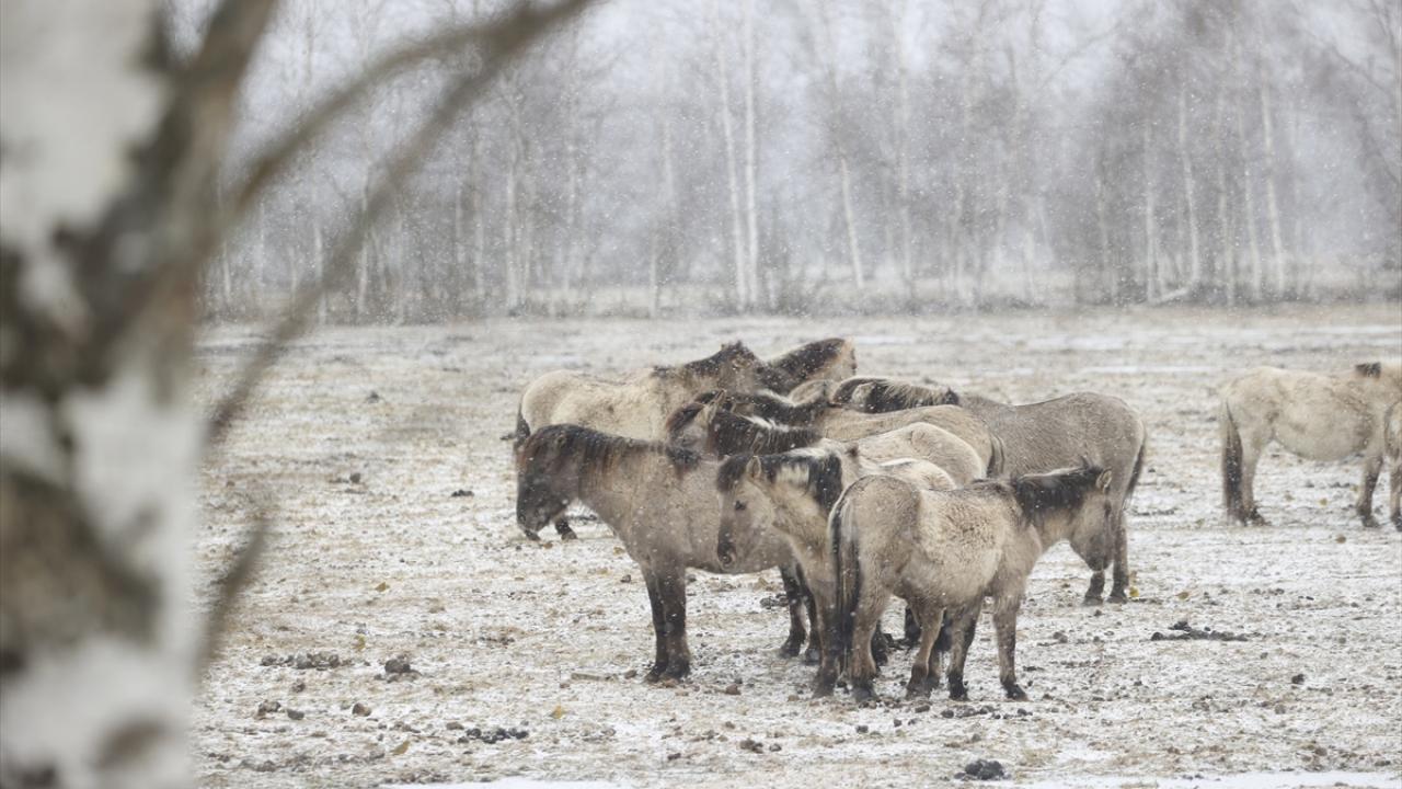 Belarus bozkırlarında Tarpan cinsi vahşi atlar