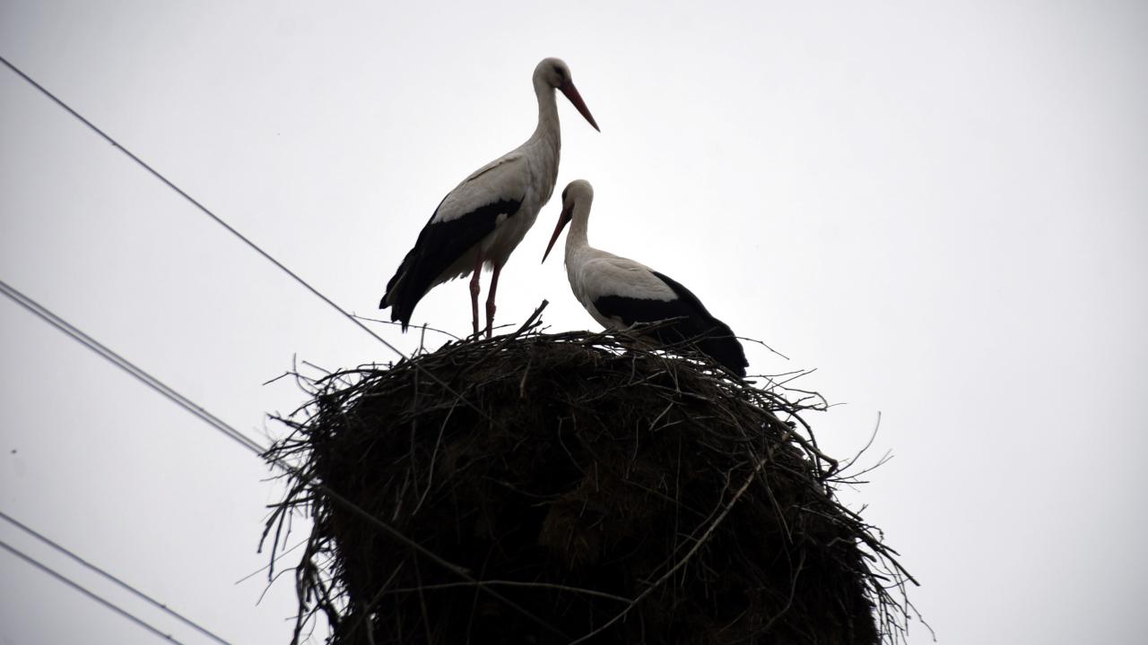 "Ülkemizde ak ve kara leylekler var"