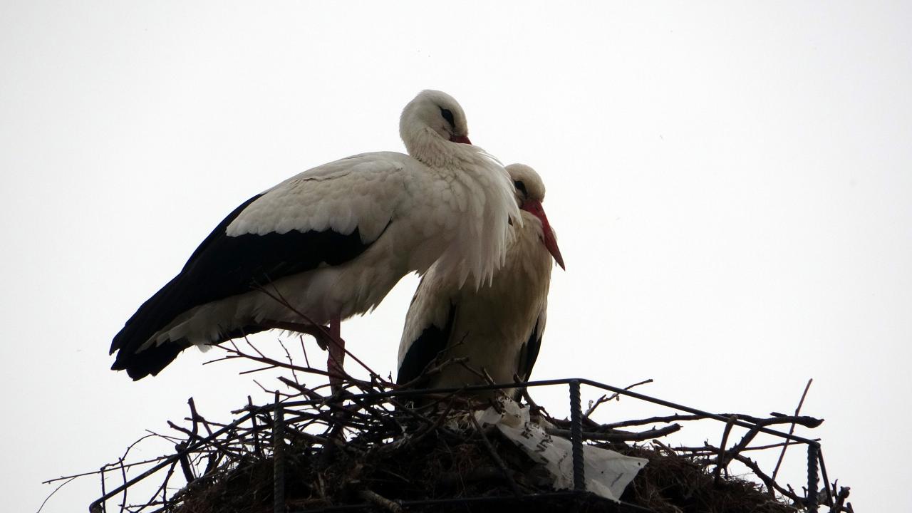 "Halk tarafından yuvaları bozulmuyor, tamir edildiği oluyor"