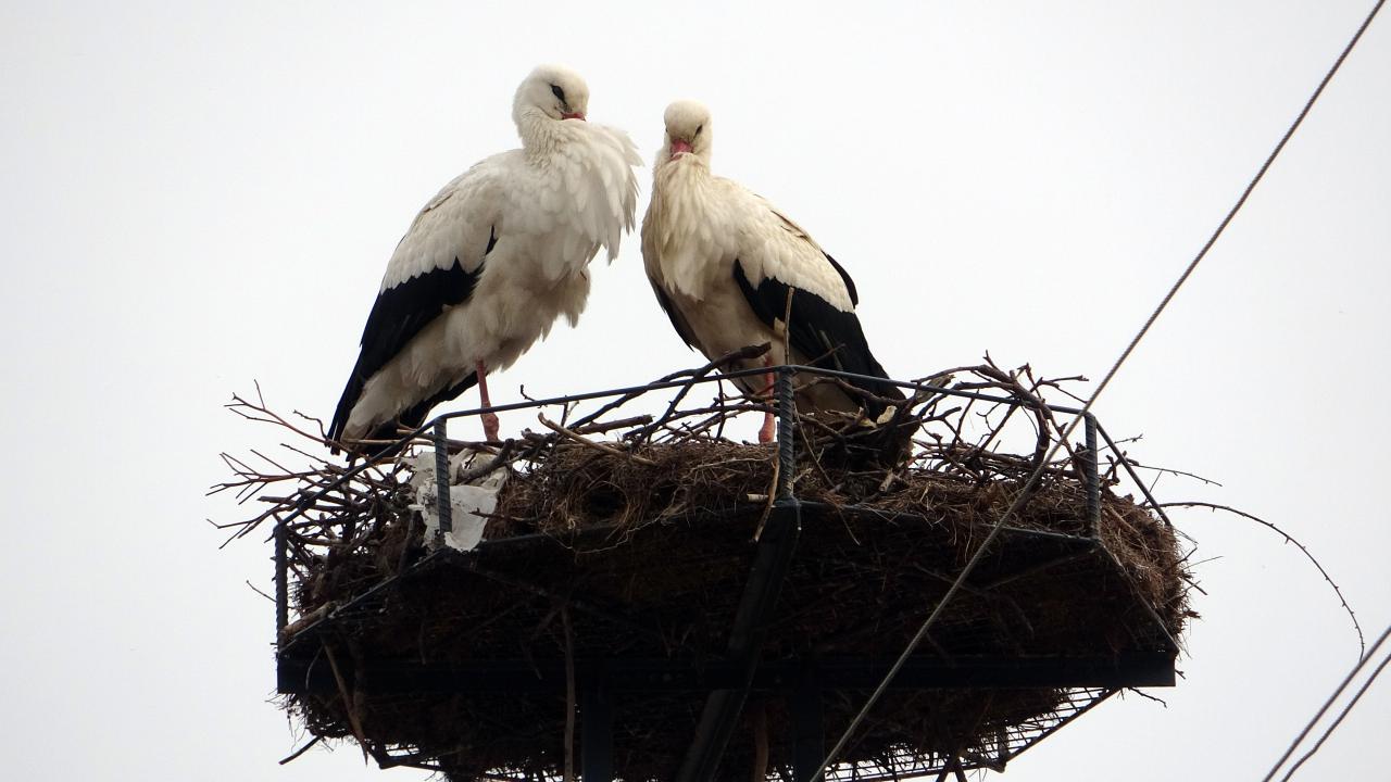 "Küresel ısınmanın etkisinden göç etmedikleri görülüyor"