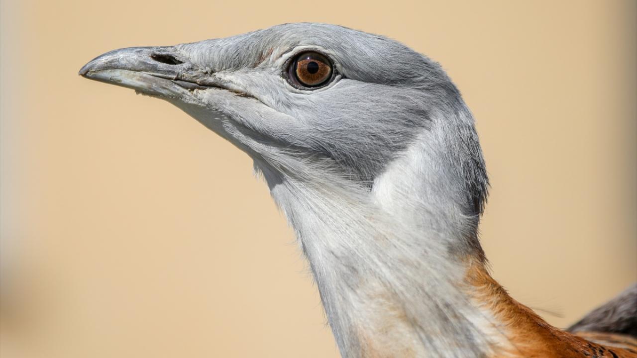 "Nesli artık sayılarla ifade ediliyor"