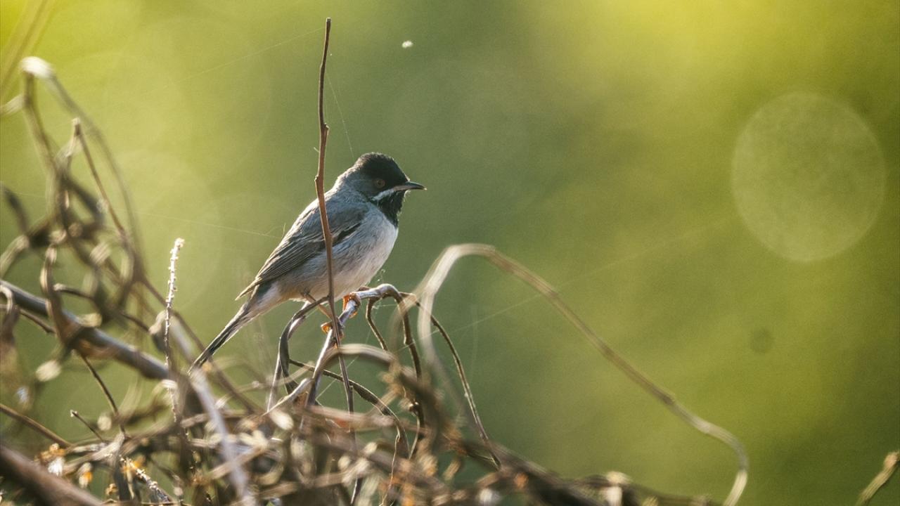 Karaboğazlı Ötleğen