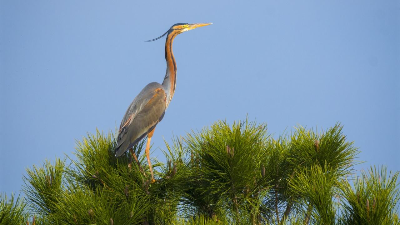 Erguvani Balıkçıl