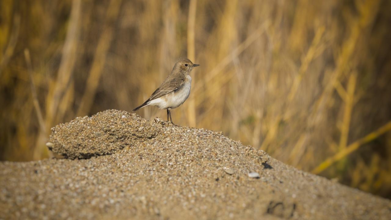 Kıbrıs Kuyrukkakanı