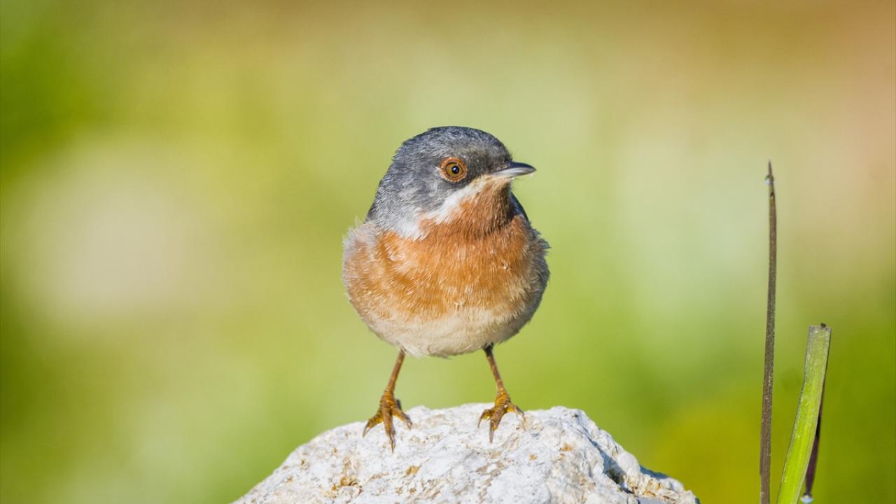 Bıyıklı Ötleğen