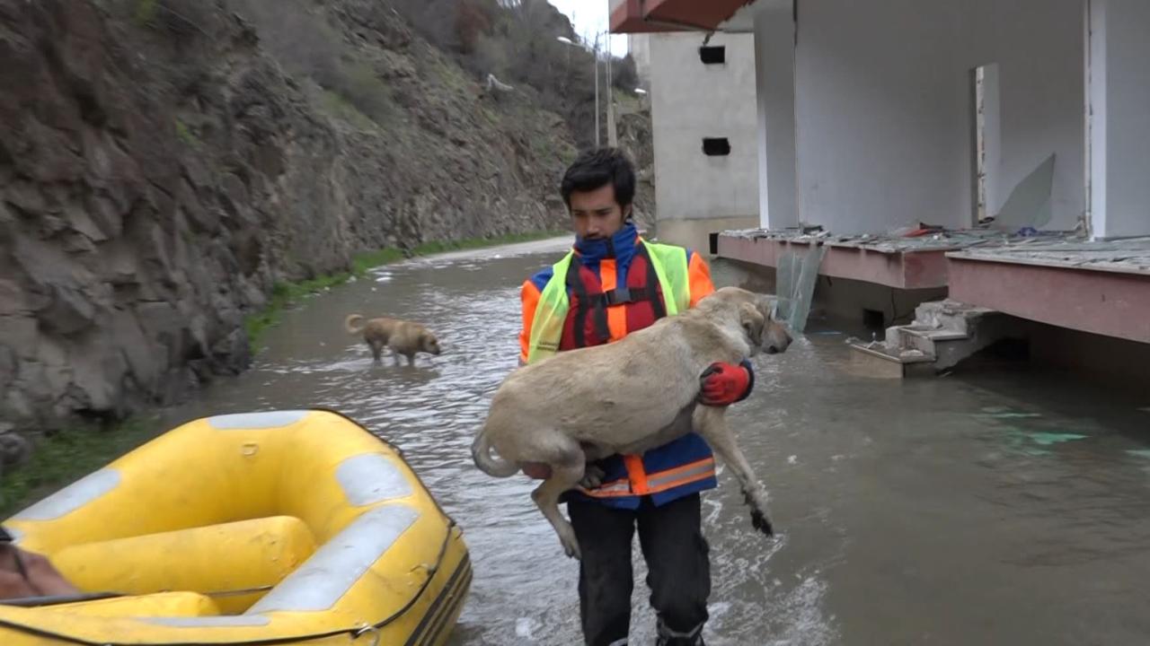 "50’ye yakın köpek, 114 tane de kedi güvenli bölgeye çıkarttık"