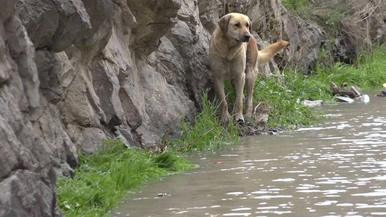 "Her canlıyı kurtarana kadar devan edeceğiz"