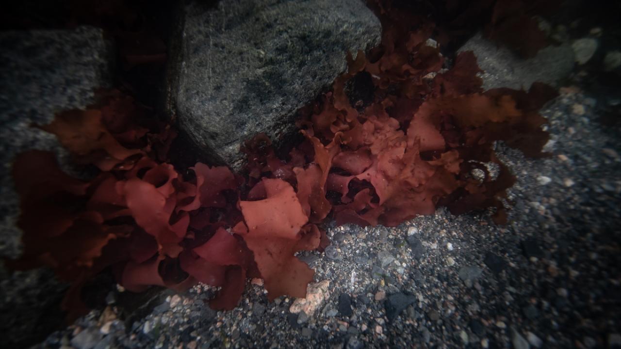 "Mikroplastik kirliliğin durumunu görebilmek için proje yazdık"