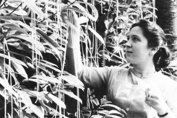 "1 Nisan"da TV dönemi: İsviçre`de spagetti hasadı (1957)