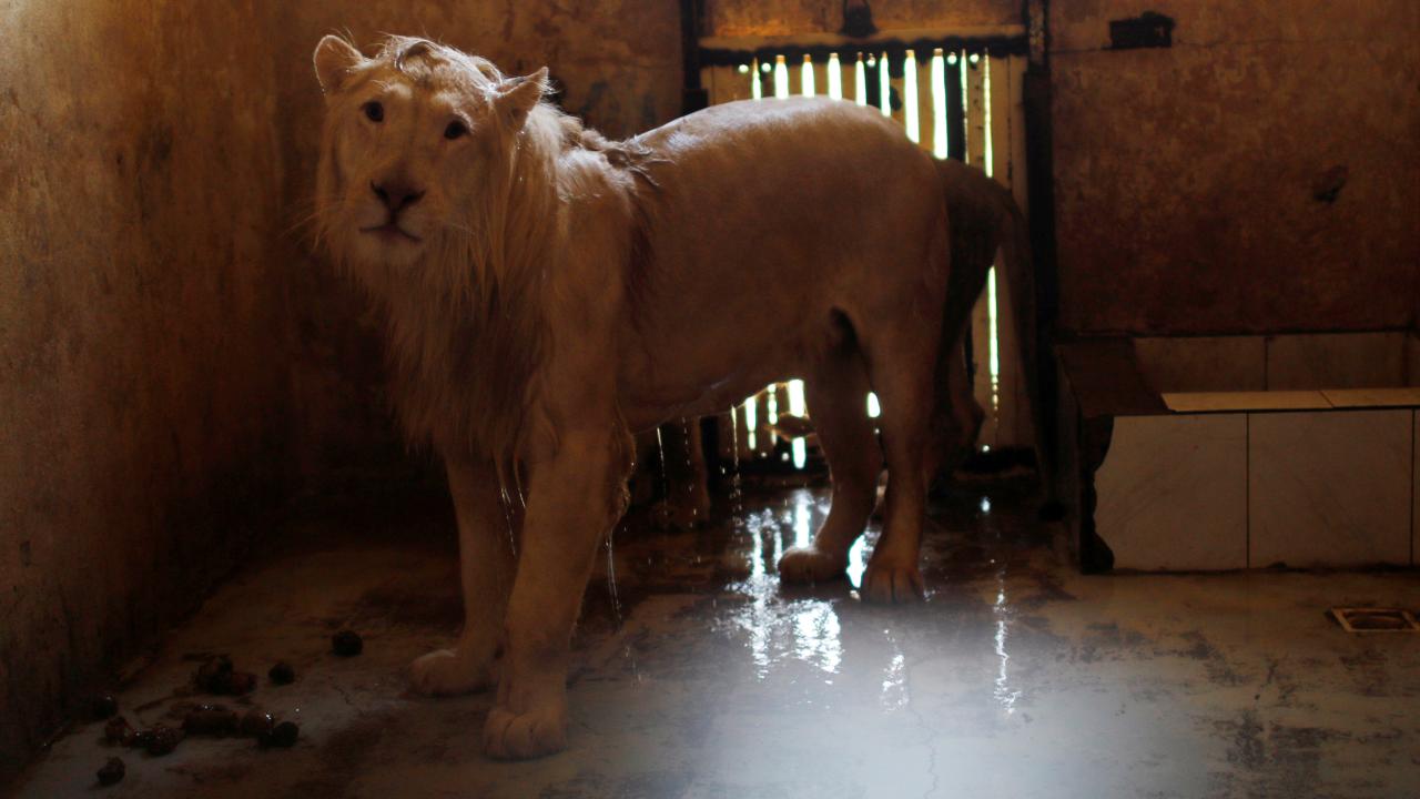 Londra`da aslan banyosu (1698)