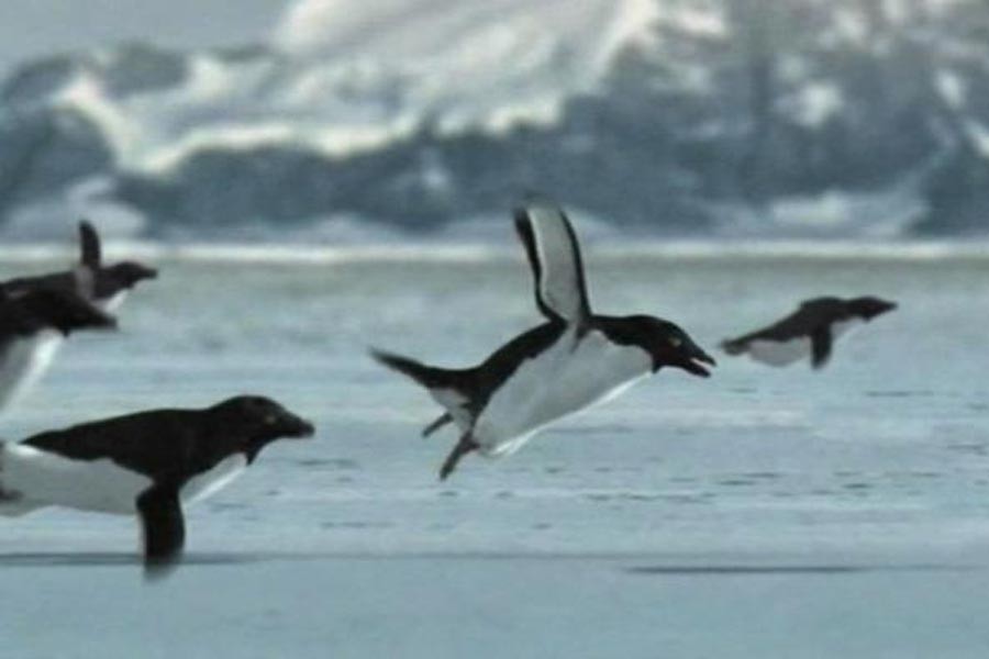 Uçan penguenler (2008)