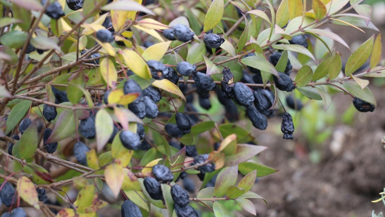 MARKA desteğiyle Altınovalı kadınlar tıbbi çay üretebilecek