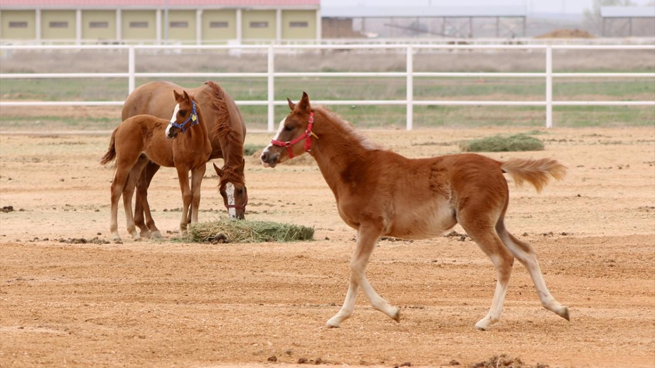 "Bu yıl doğan taylar 2026`da pistlerde olacak"