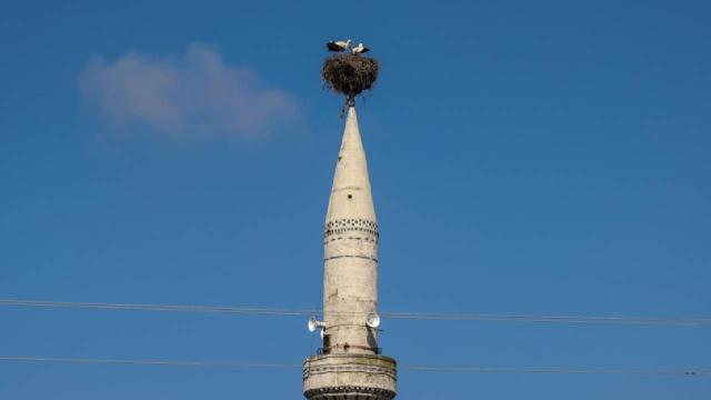 Ağır hasar alan minaredeki leylek yuvası cami kubbesine taşındı