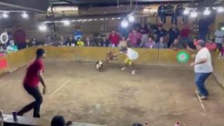 Meksika’da dövüştürülen horoz rakibine değil de sahibine saldırdı