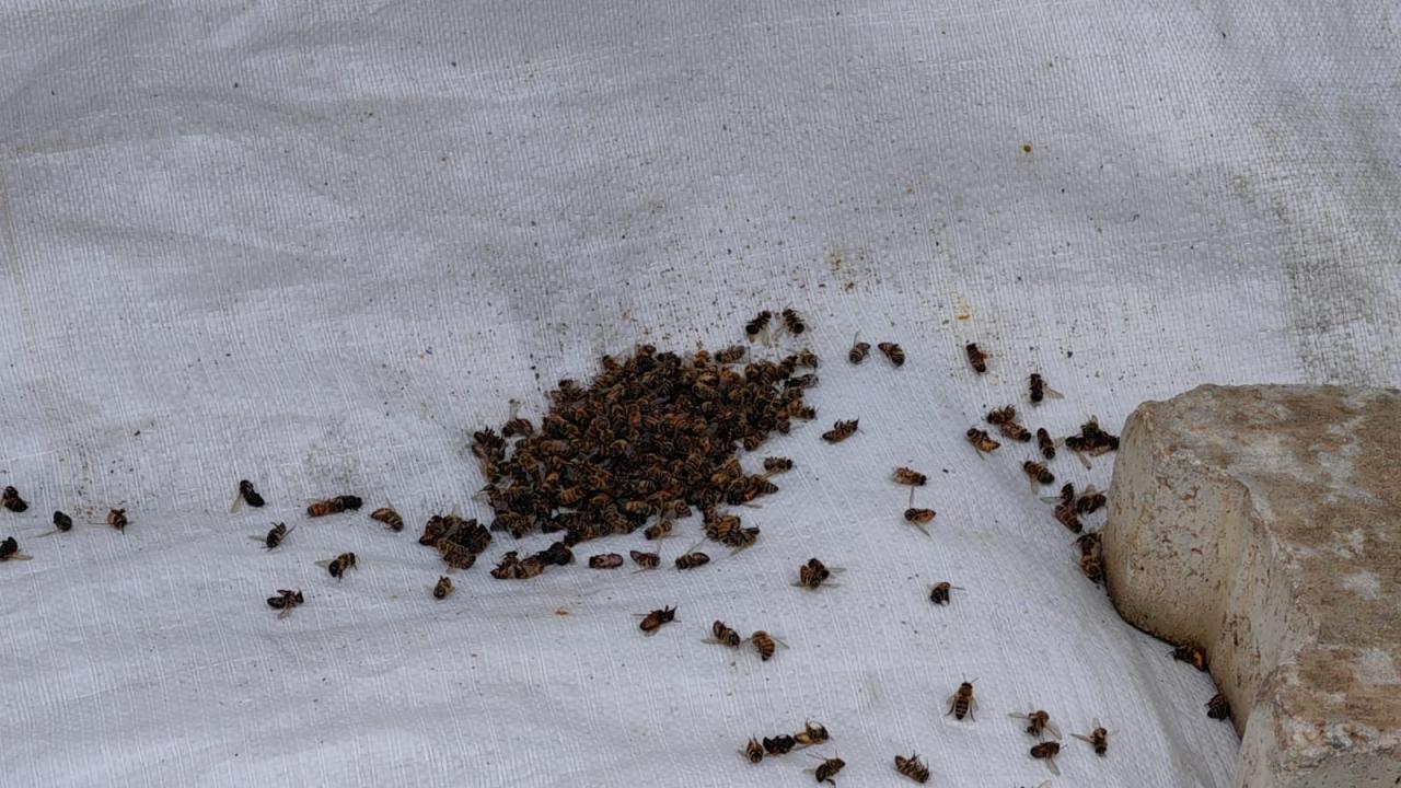 "Çiftçimiz kendi ayağına kurşun sıkıyor"