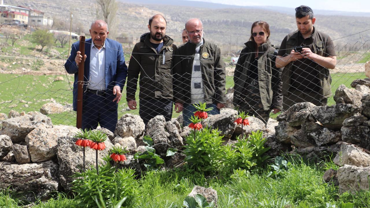 Laleler koparılmasın diye önlem aldılar