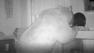 Ayılar yiyecek aramak için yayla evlerine girdi